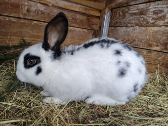 Králíci - samci - 4