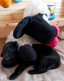 Flat coated retriever - 4