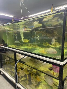 Prodam arowana , cichla , pirana….. - 4
