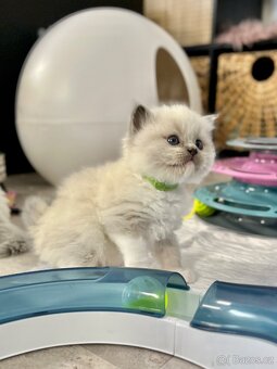 Blue mitted Ragdoll s PP - 4