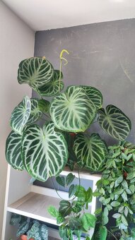 Monstera albo, anturium, pokojové rostliny - 4