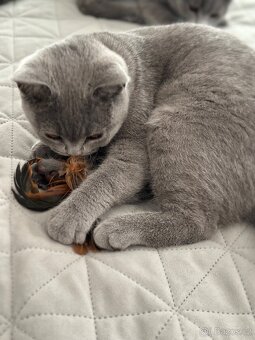 Britská modrá krátkosrstá kočka s PP - 4