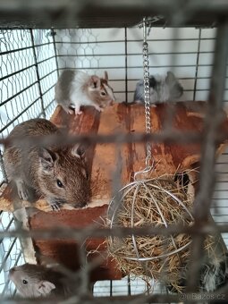 Osmák degu - 4