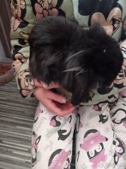 Zakrsly králík minilop - 4