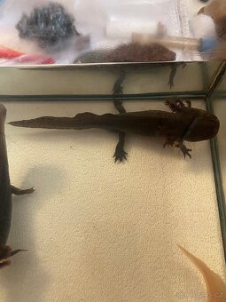 3 velké axolotly + vybavení - 4