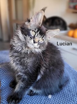 Mainská mývalí koťátka s PP - 4