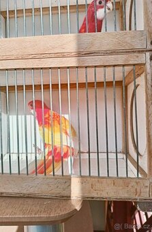 Rosela pestrá rubino pastel štěp.gg - 4