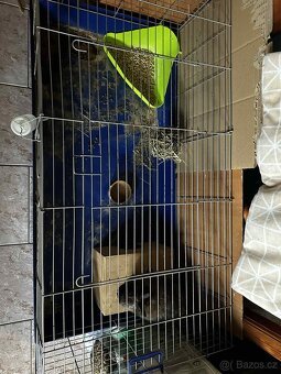 Zakrslý králík - 4