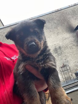 Inzerát – štěňata německého ovčáka - 4