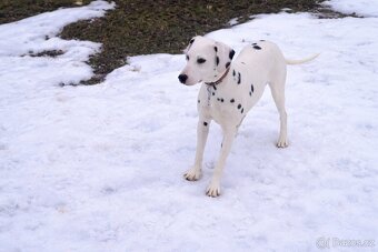 🤍Dalmatín🖤 - 4