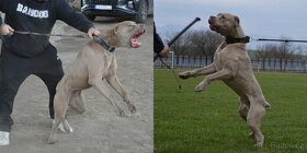 Americký Bandog - 4