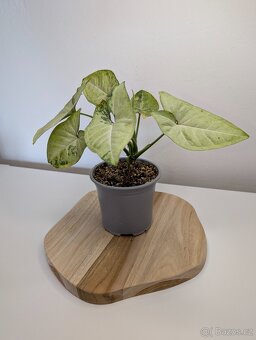 Syngonium Milk Confetti - 4