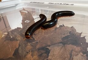 Prodej - Mnohonožka červená (Epibolus pulchripes) - 4
