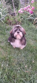 Shih tzu s PP / shi-tzu / shi tzu - 4