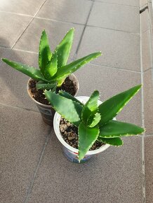 Sazenice aloe vera - 4