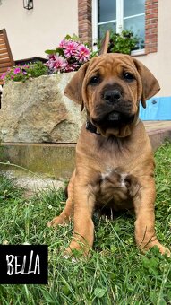Tosa Inu - Štěňátka s PP - 4