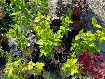 Vrba,trvalky, prunus, cercis - 4