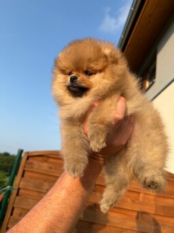 Pomeranian s PP FCI - pejsek - 4
