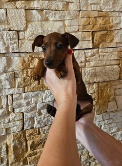 Trpasličí pinč s průkazem původu - 4