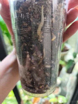 Monstera Thai Constalation - 4