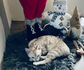 Bengálská kočka,bengálské kotě - 4