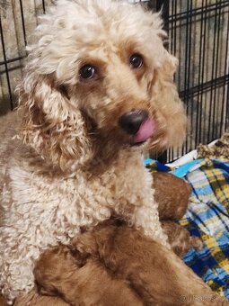 Pudl trpasličí s P.P. - 4