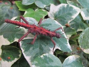 Strašilky, Pakobylky - 4