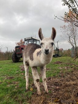 Lama krotká - 4