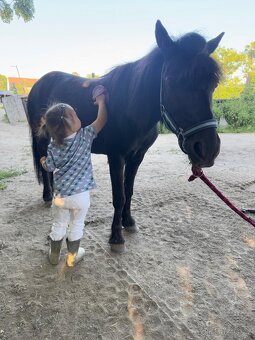 Krásná pony na prodej - 4
