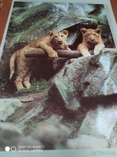 Origin.nástěnné plakáty, 80. let 20. století - Exot. zvířata - 4