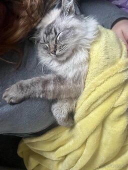 Kocourek ragdoll ke krytí - 4