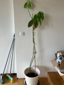 Avokado - 4