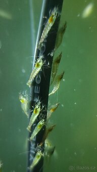 Krevetky Atyopsis Moluccensis (Bamboo Shrimp, Molucka) - 4