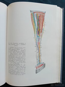 ZÁKLADY ANATOMIE HOSPODÁŘSKÝCH ZVÍŘAT - 1954 - 4