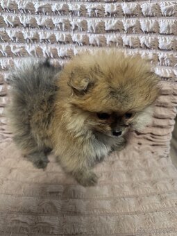 Pomeranian - 4