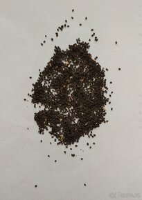 Hvozdíček prorostlý - Petrorhagia prolifera 400 semen 50 Kč - 4