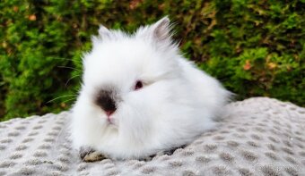 Zakrslý králík, králíček - (TEDDY)-ONDŘEJ A OTA - 4