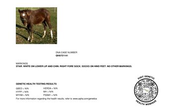 Quarter Horse žrebec po BOB ACRE DOC,JAC O RIMA a BONANZA - 4