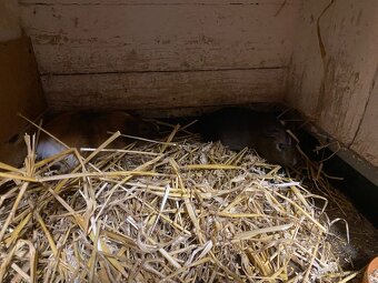 Pár cuy morčat - 4