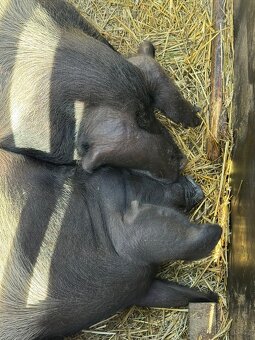 Přeštická prasata na prodej - 4