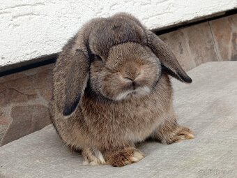 Volná samička - Anglický Zakrslý Beránek MiniLop🍑 - 4