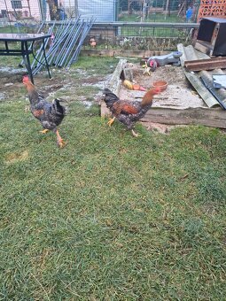 Kohouti 🐓 - 4