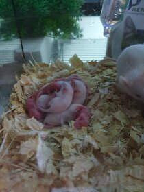 Myš. potkanci i holátka i větší množství  černobílá - 4