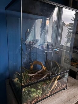 Užovka červená ( snow) s teráriem - 4