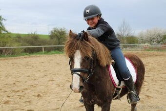 Hodný Pony valach - 4