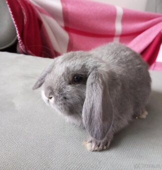 Zakrslý beránek králíček - 4