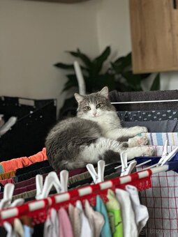 Daruji Kočičky - 4