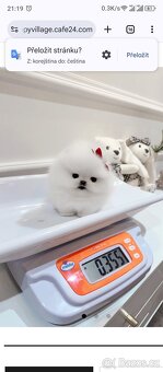 Pomeranian - 4