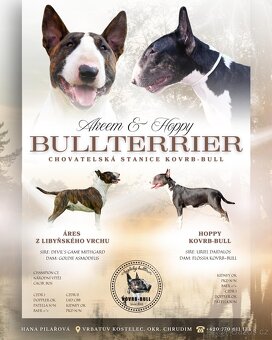 Anglický bulteriér, bullterier - 4