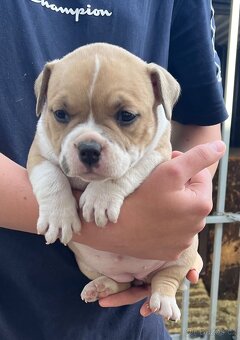 Štěně American Bully - 4